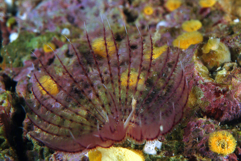 Polichete sp